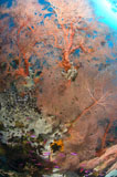 Buy Art Prints