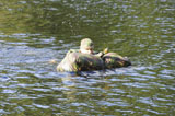ACH100330M
A soldier participates in a river crossing during Exercise Cambrian Patrol.