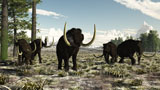 ADR600019P
Woolly Mammoths in the prehistoric northern hemisphere.