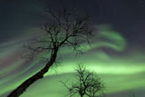 AHE100085S
Northern Lights in the arctic wilderness, Nordland, Norway.