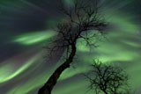 AHE100087S
Northern Lights in the arctic wilderness, Nordland, Norway.