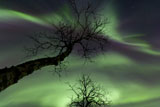 AHE100088S
Northern Lights in the arctic wilderness, Nordland, Norway.
