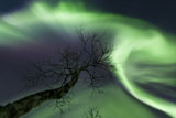 AHE100089S
Northern Lights in the arctic wilderness, Nordland, Norway.