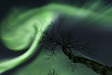 AHE100090S
Northern Lights in the arctic wilderness, Nordland, Norway.
