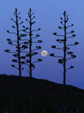 ARG100075S
The moon rising between agave trees, Miramar, Argentina.
