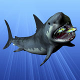CFR200065P
A Cenozoic Era Megalodon devours two swimming tuna.
