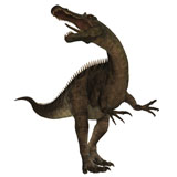 CFR200071P
Suchomimus, a large spinosaurid dinosaur.