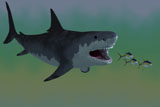 CFR200104P
Several Tuna fish try to escape from a huge Megalodon shark.