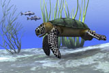 CFR300043U
A sea turtle makes its way along the bottom of the sea looking for food.