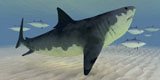 CFR300080U
A Great White Shark amongst a school of bluefin tuna.