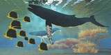 CFR300085U
A school of Pennant fish swim by two Humpback whales.