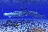 CFR300087U
A pack of Blue Marlin swimming with two Siamese Tigerfish.