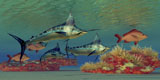 CFR300090U
Blue Marlin and Humpback Red Snapper fish.