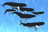 CFR300094U
Humpback whales swim together on their migration route.
