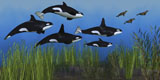 CFR300095U
Several seals try to escape from a pod of Killer whales.