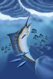 CFR300096U
Small fish scatter as a huge Blue Marlin swims to the surface.