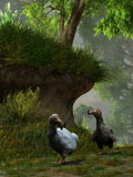 DEK600012P
A pair of Dodo birds waddle along a forest path.