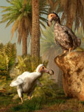 DEK600014P
A pair of Dodo birds play a game of hide-and-seek.