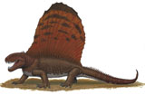 HMS100008P
Dimetrodon, an apex predator during the Early Permian period of time.