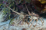 KWD400011U
Pair of Spiny Caribbean lobsters under overhang.