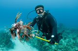 KWD400012U
Scuba diver with spear of invasive Indo-Pacific LIonfish in Caribbean sea.