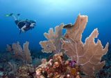KWD400014U
Diver with large purple sea fan, Cariibean Sea.
