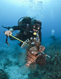 KWD400042U
Diver spears an invasive Indo-Pacific Lionfish in the Caribbean Sea.