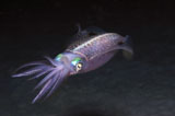 KWD400043U
Caribbean Reef Squid at night on reef.
