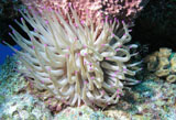 KWD400077U
Giant sea anemone on reef in Cozumel Mexico.
