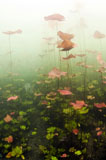 KWD400081U
Lily pads underwater in cenote in Mexico.
