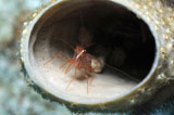 KWD400099U
Small peppermint shrimp inside of tube sponge in Caribbean.