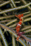 KWD400109U
Red seahorse on Caribbean reef.