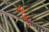 KWD400110U
Red seahorse on Caribbean reef.