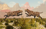 MAS100310P
A pair of Sabre Tooth Tigers in a fight over territory.