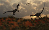MAS100519P
A pair of velociraptors involved in a territorial dispute.