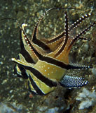 MME400004U
Banggai cardinalfish with egg, North Sulawesi, Indonesia.