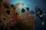 MME400046U
Diver and sea fan at Liberty Wreck, Bali, Indonesia.