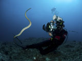 MME400047U
Diver and sea snake, Great Barrier Reef, Australia.