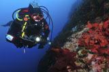 MME400052U
Diver on wall with red algae, Antarctica.