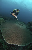 MME400053U
Diver with torch light over staghorn coral, Indonesia.