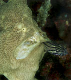 MME400074U
Green frogfish eating striped cardinalfish.