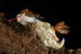 MME400083U