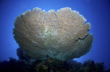 MME400096U