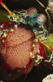 MME400107U
Mantis shrimp with egg clutch, North Sulawesi, Indonesia.