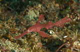 MME400146U
Red robust ghost pipefish, Philippines.