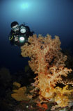 MME400201U
Underwater photographer and yellow soft coral, North Sulawesi, Indonesia.