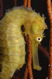 MME400220U
Yellow Seahorse, Batam, Riau, Indonesia.