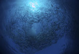 MME400238U
Circling school of jacks trevally above Liberty Wreck, Bali.