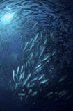 MME400239U
Circling school of jacks trevally above Liberty Wreck, Bali.