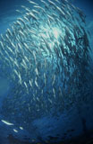 MME400240U
Circling school of jacks trevally above Liberty Wreck, Bali.